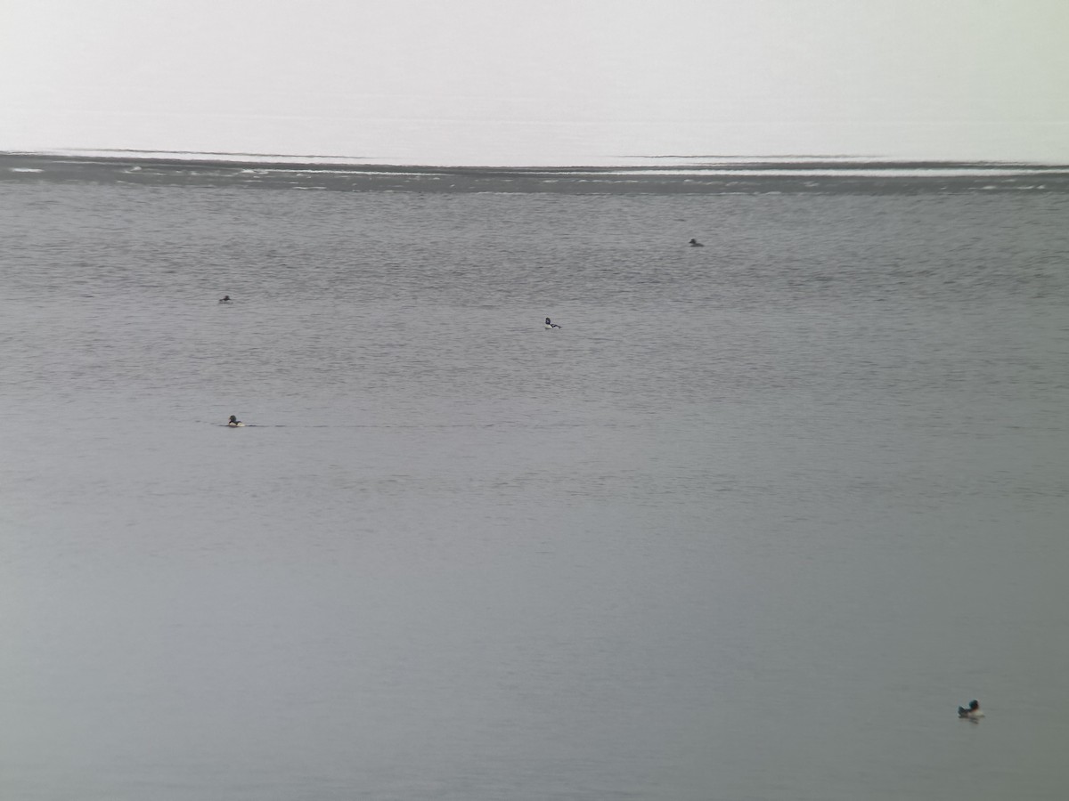 Barrow's Goldeneye - ML646418097