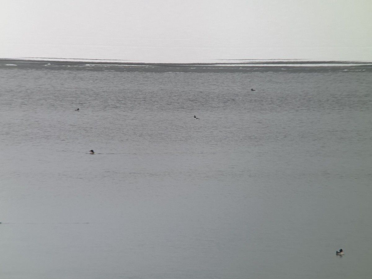 Barrow's Goldeneye - ML646418098