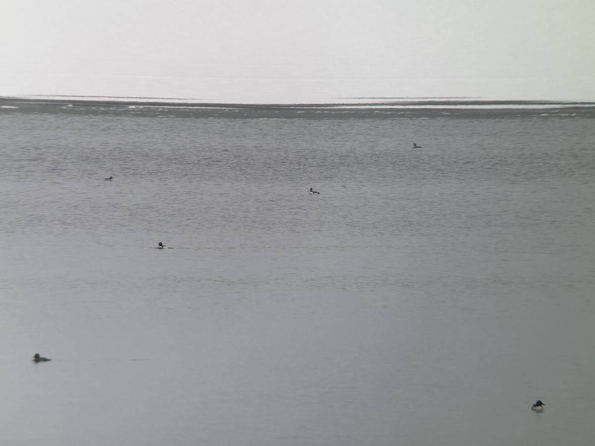 Barrow's Goldeneye - ML646418099