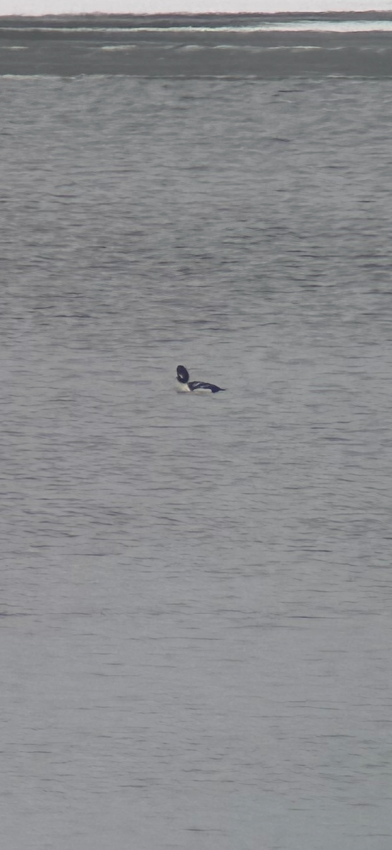 Barrow's Goldeneye - ML646418100