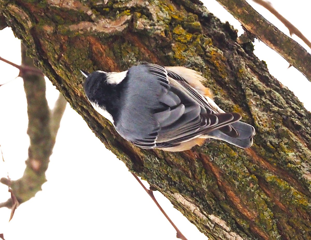 White-breasted Nuthatch - ML646418108