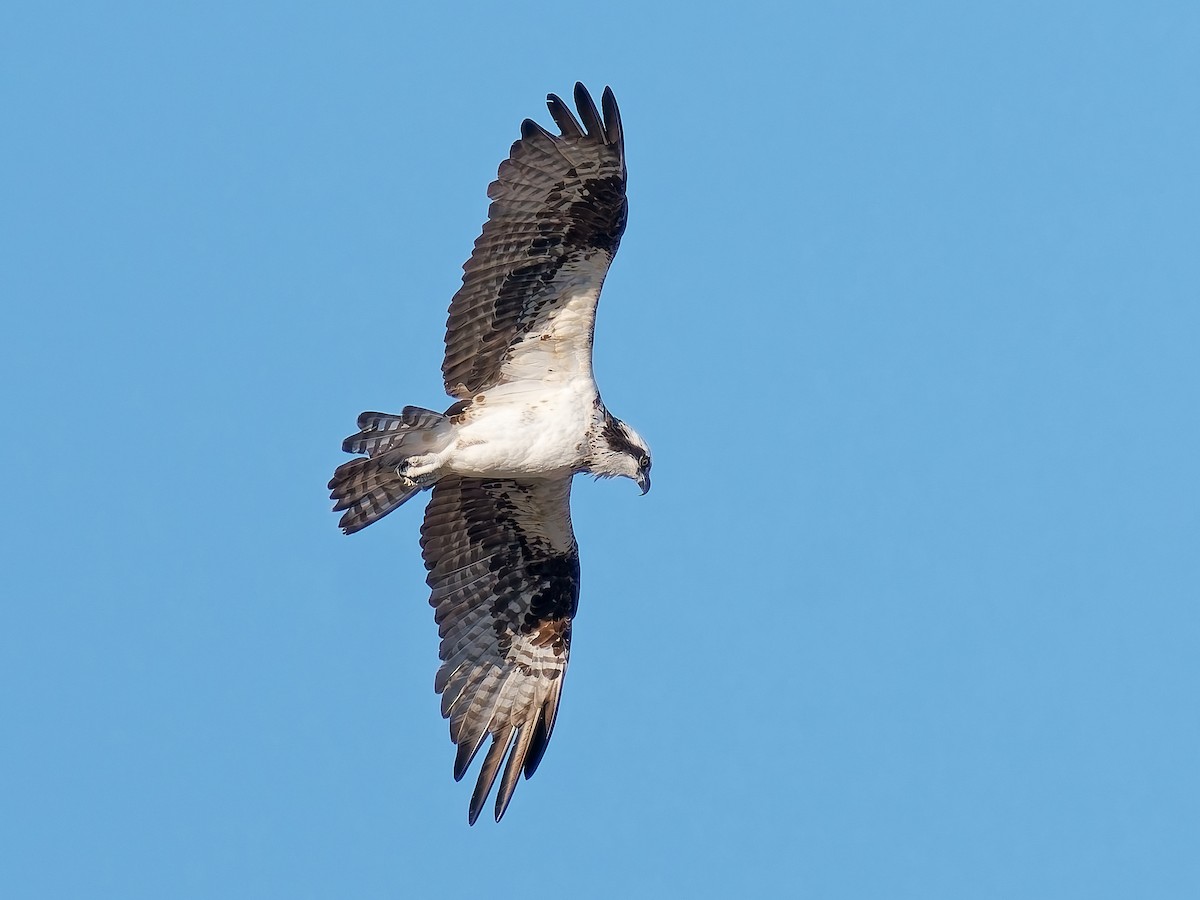 Osprey - ML646418109