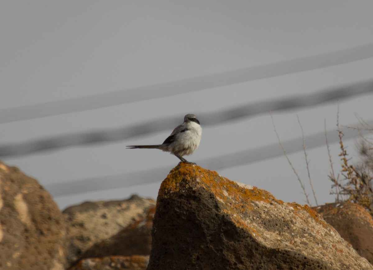 ťuhýk šedý [skupina elegans] - ML646418112