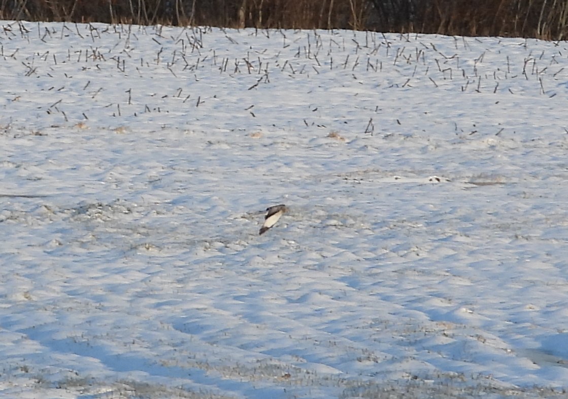 Northern Harrier - ML646418113