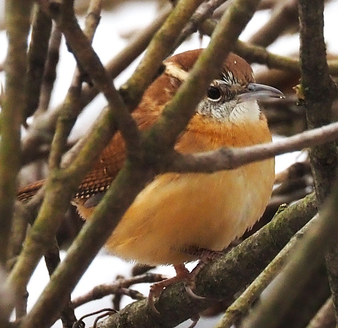 Carolina Wren - ML646418118