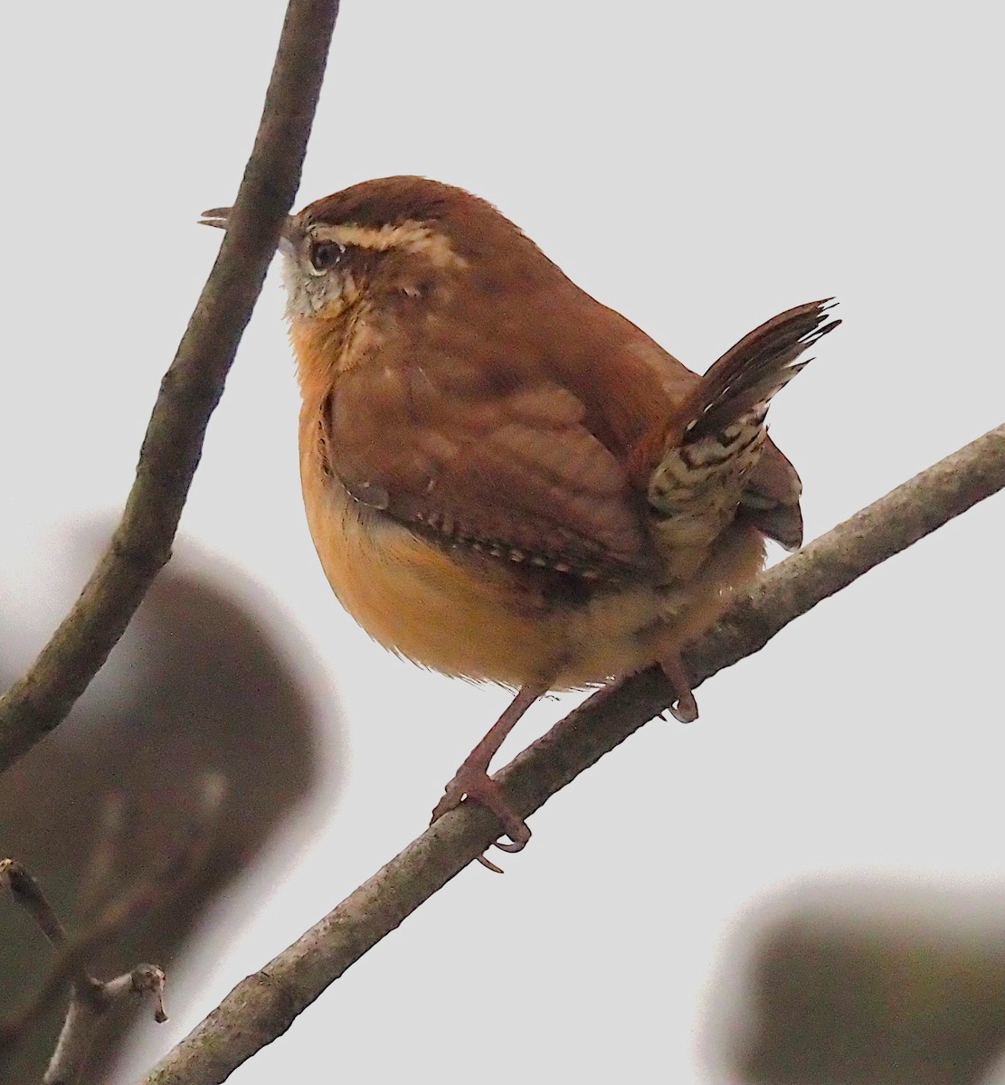 Carolina Wren - ML646418119