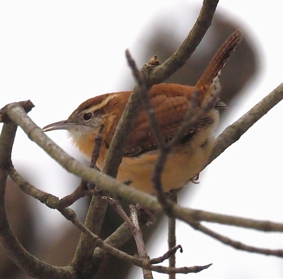 Carolina Wren - ML646418120