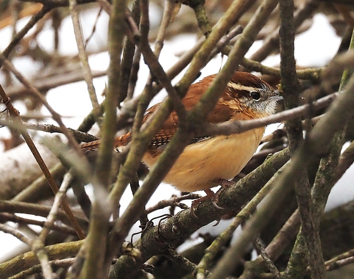 Carolina Wren - ML646418121