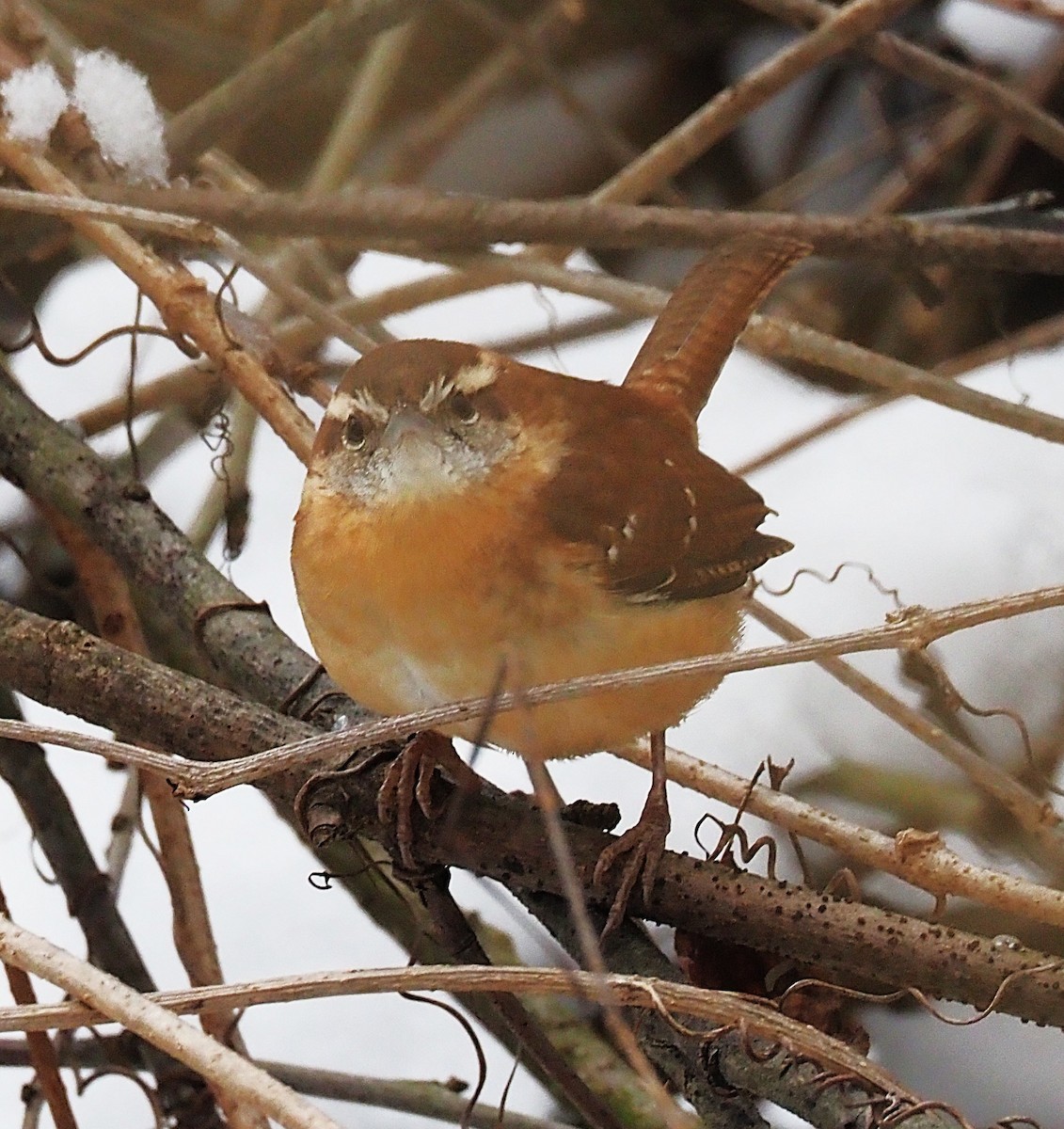 Carolina Wren - ML646418122