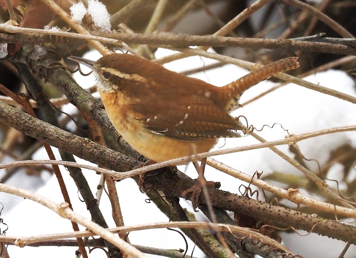 Carolina Wren - ML646418123
