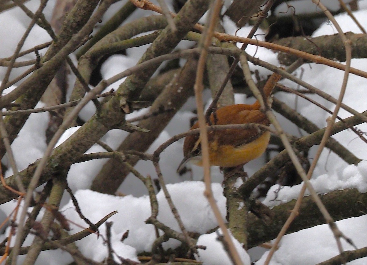 Carolina Wren - ML646418124