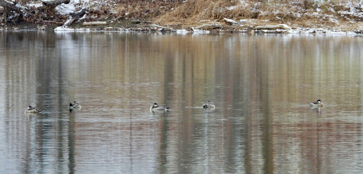 Schwarzkopf-Ruderente - ML646418125