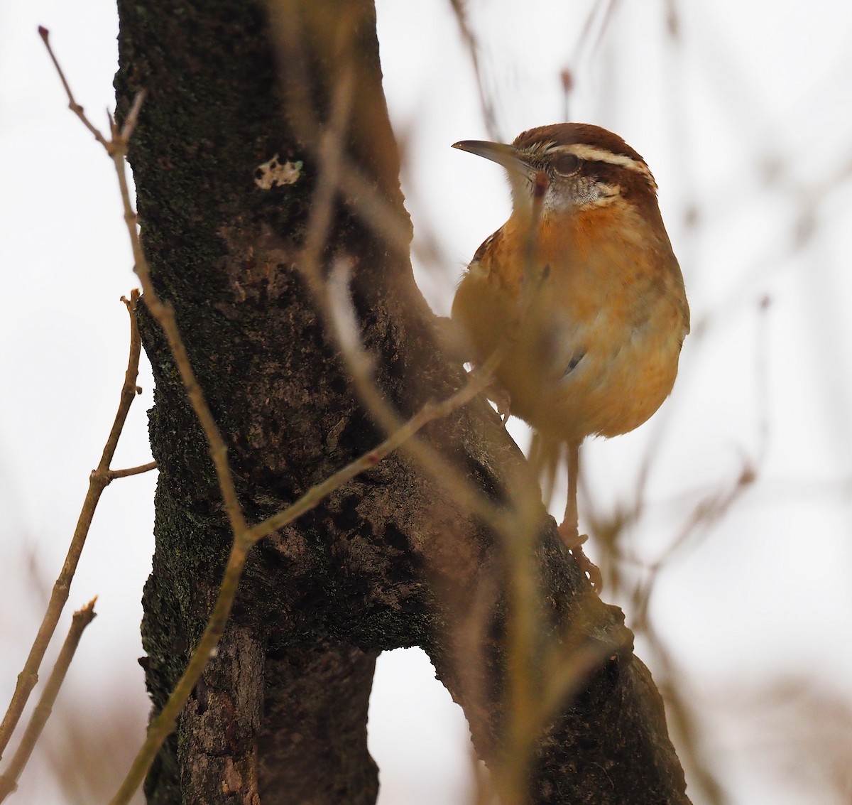 Carolina Wren - ML646418126
