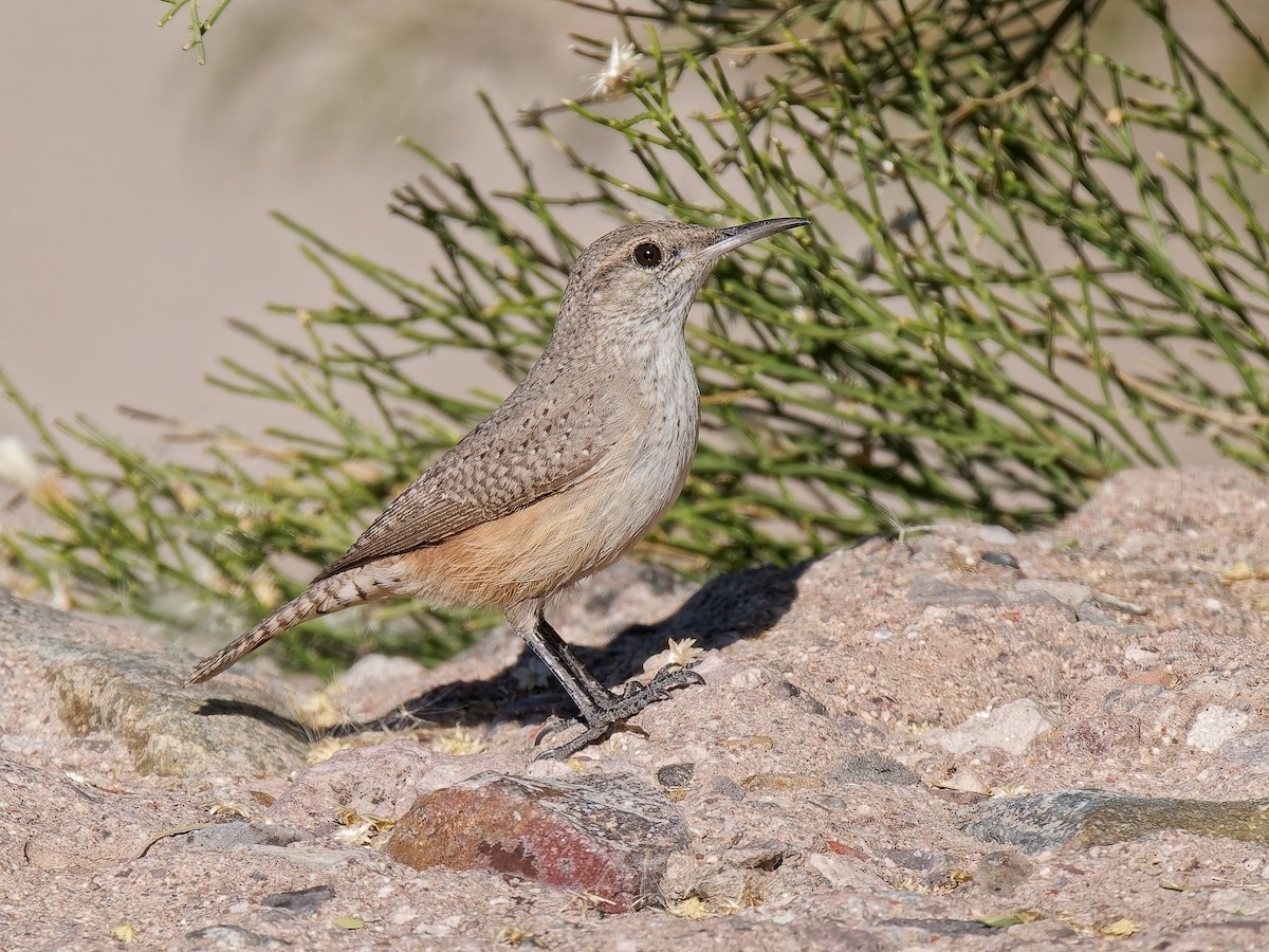 Rock Wren - ML646418128