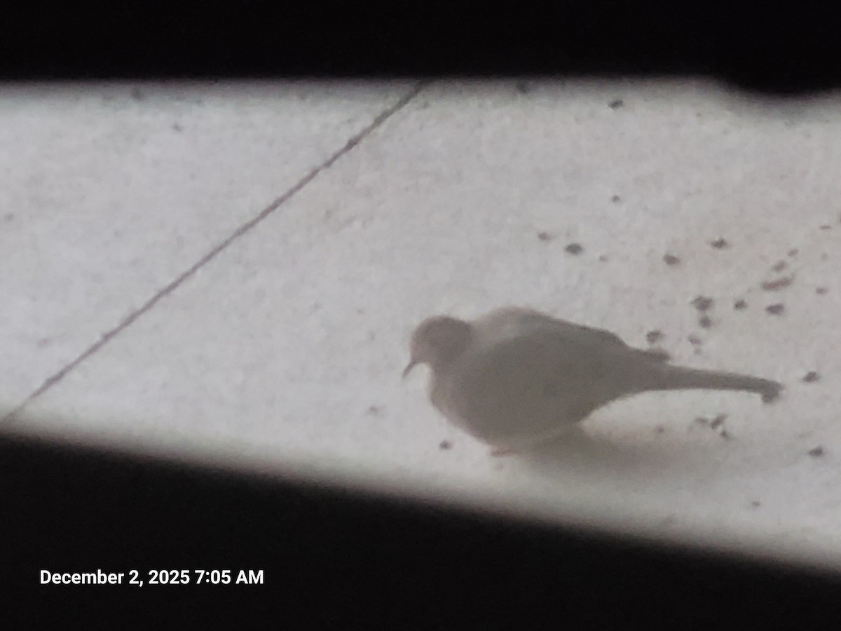 Mourning Dove - ML646418139