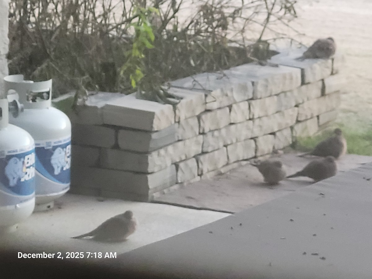 Mourning Dove - ML646418140