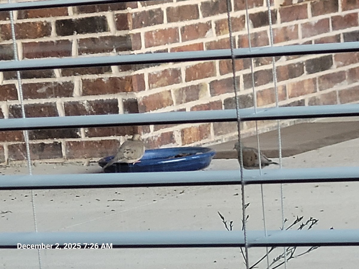 Mourning Dove - ML646418141