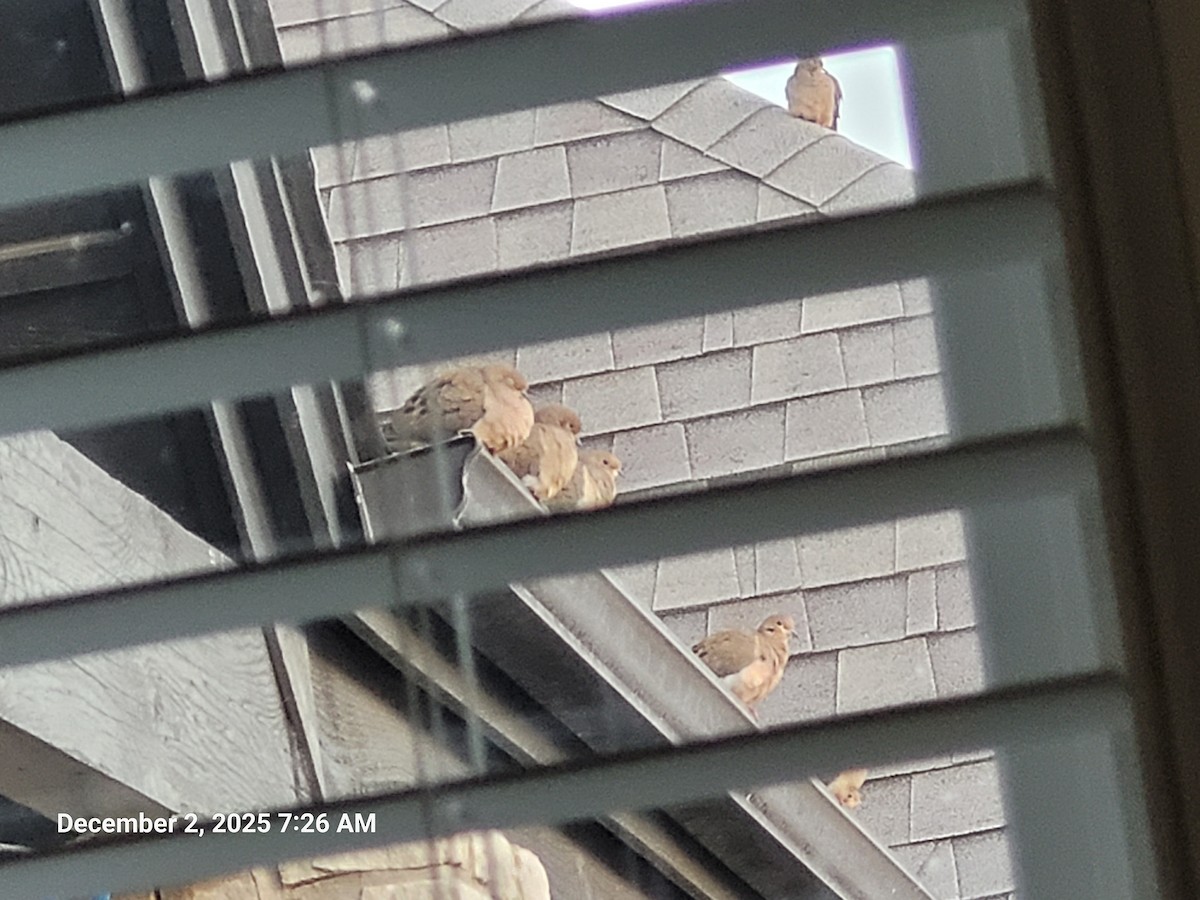 Mourning Dove - ML646418142