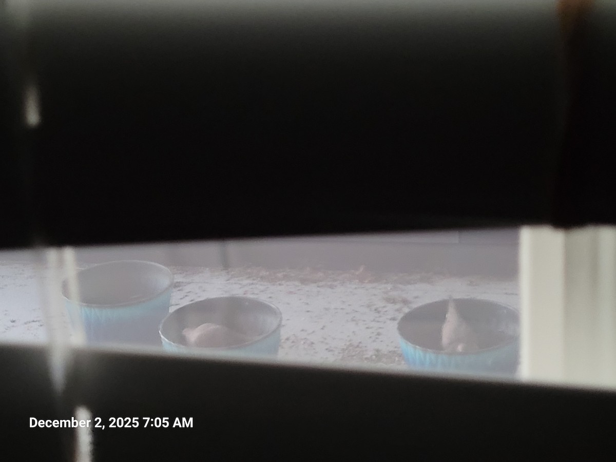 Mourning Dove - ML646418143