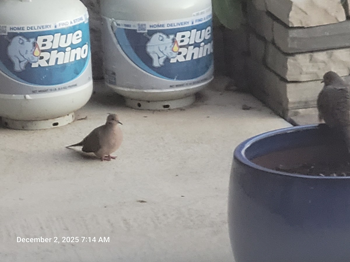 Mourning Dove - ML646418145