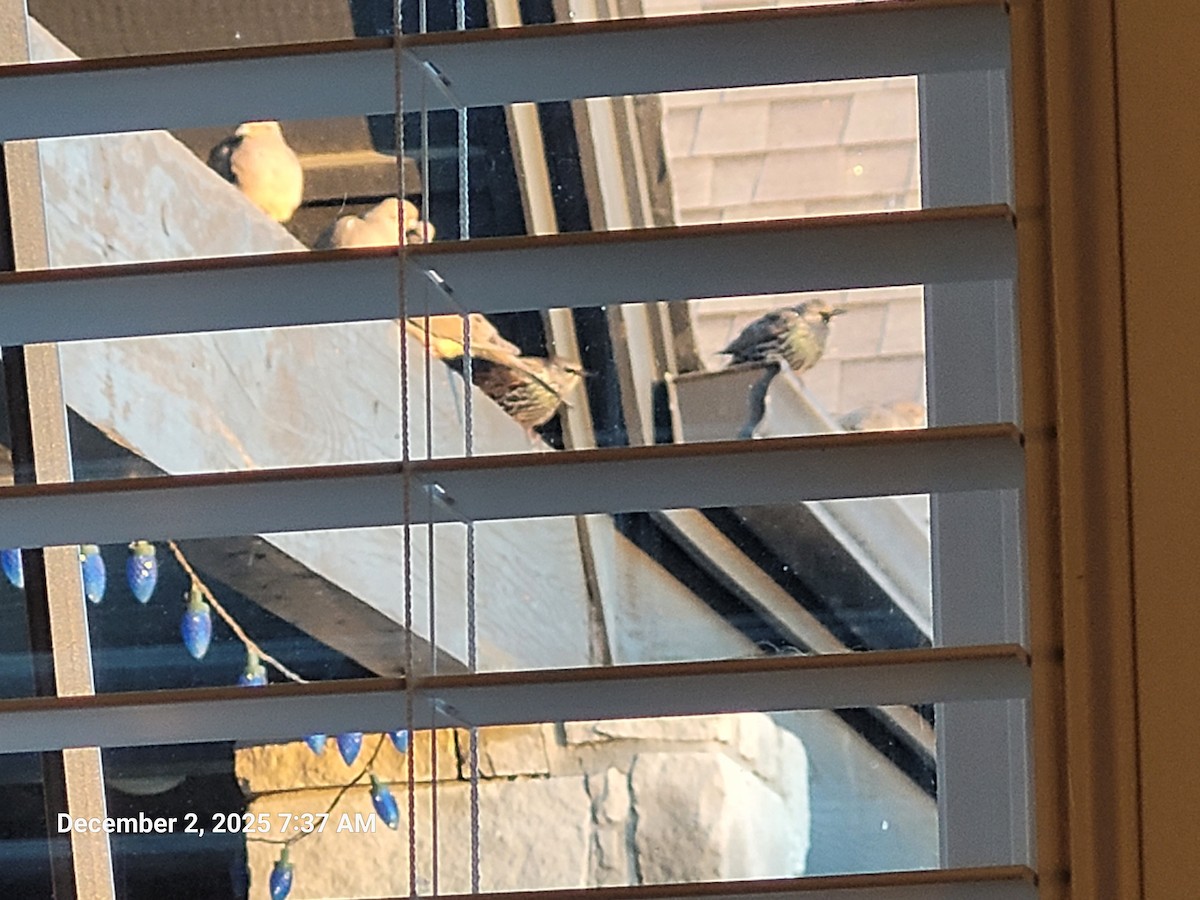 Mourning Dove - ML646418146