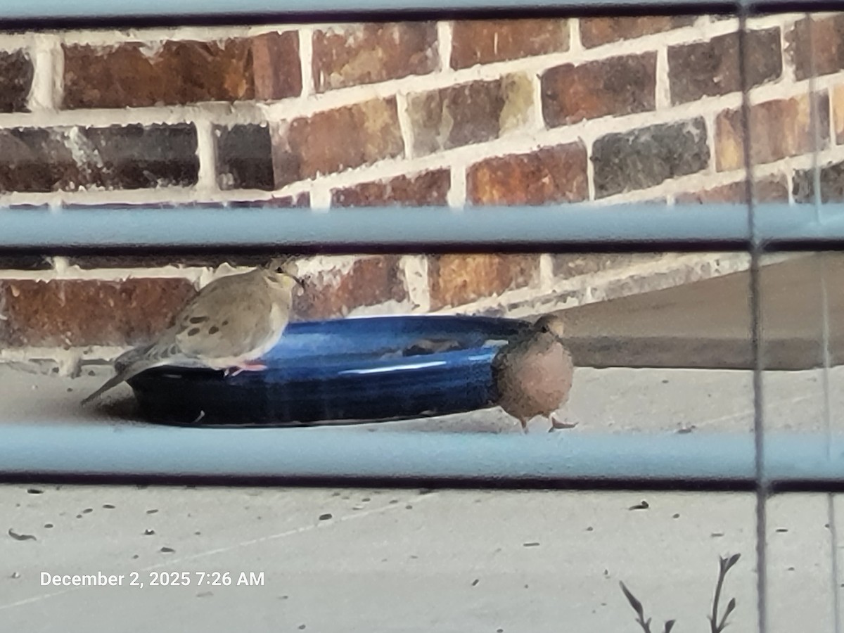 Mourning Dove - ML646418148