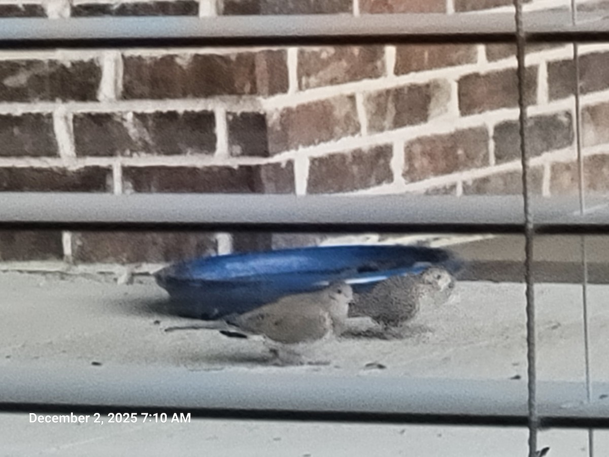 Mourning Dove - ML646418149