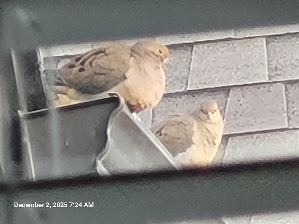 Mourning Dove - ML646418151