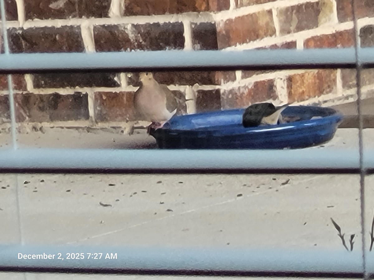 Mourning Dove - ML646418152