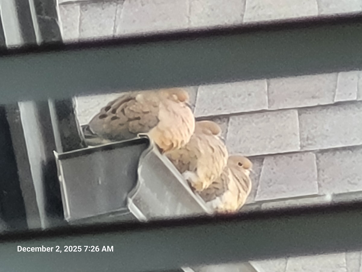 Mourning Dove - ML646418153