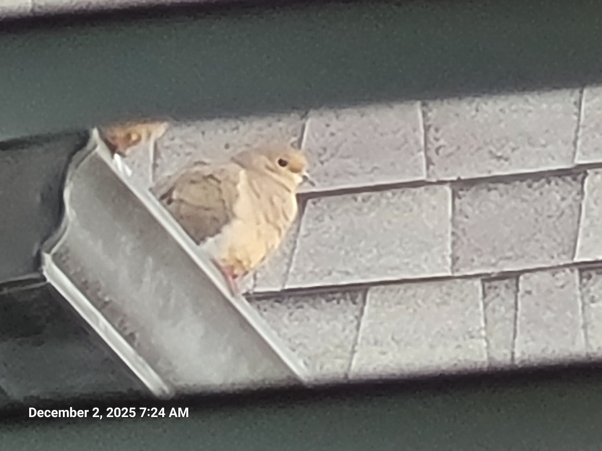 Mourning Dove - ML646418155