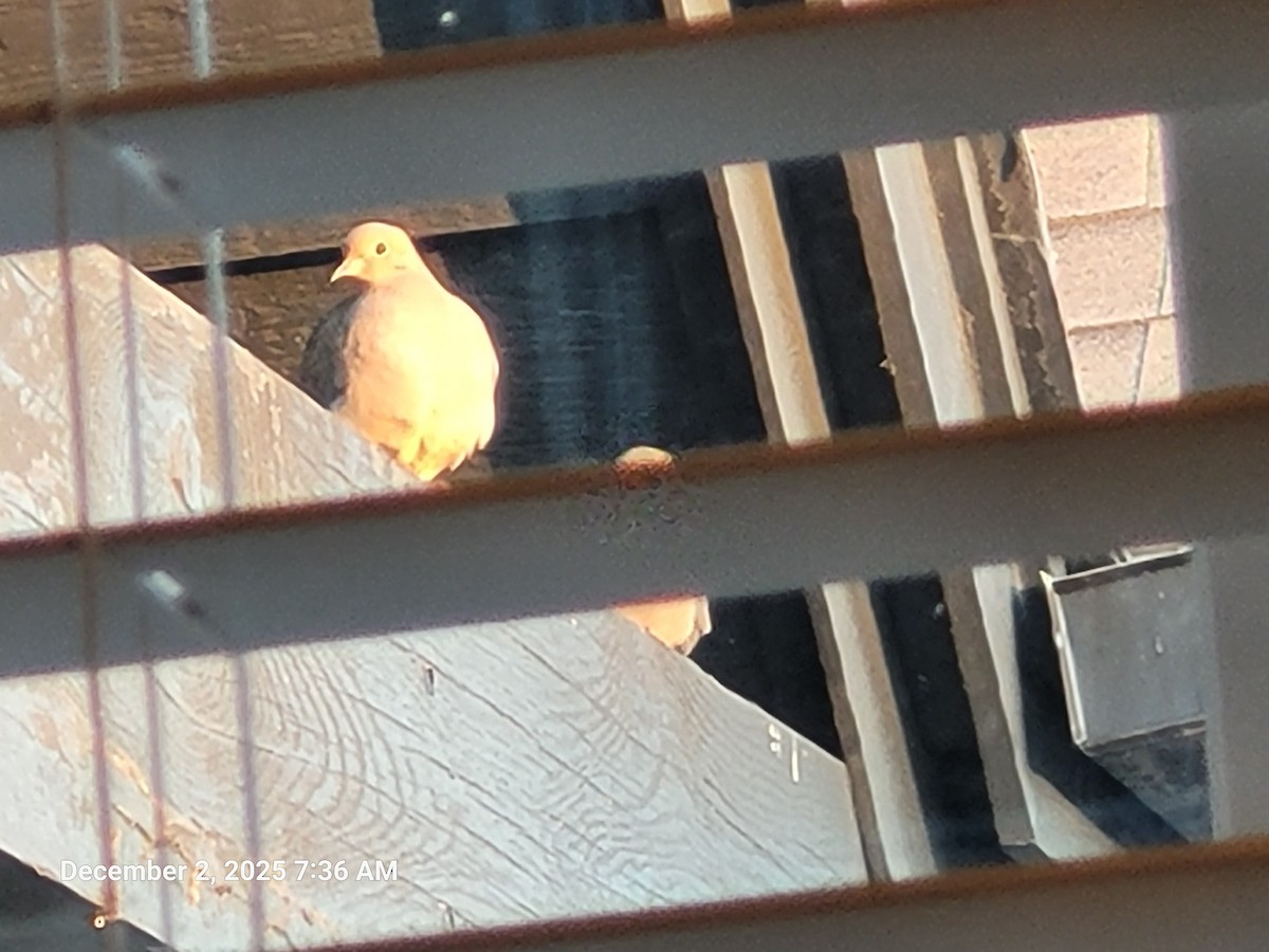 Mourning Dove - ML646418156