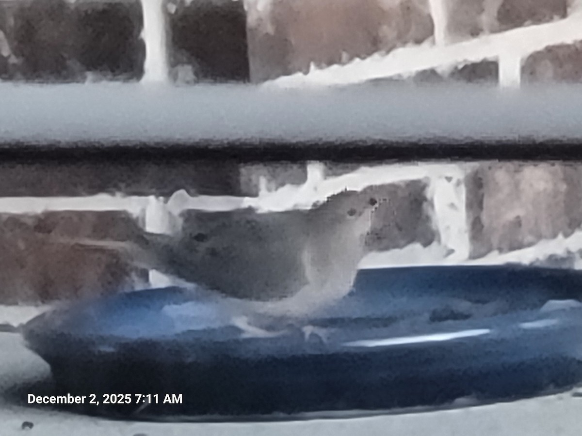 Mourning Dove - ML646418157