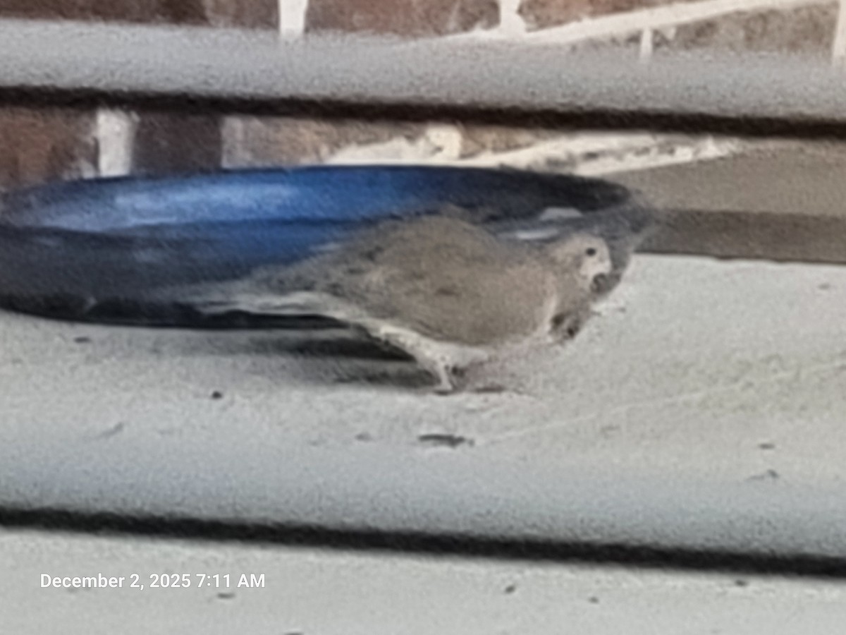 Mourning Dove - ML646418158