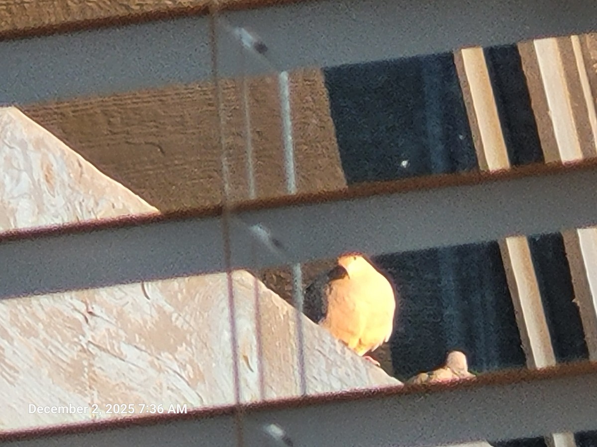 Mourning Dove - ML646418159