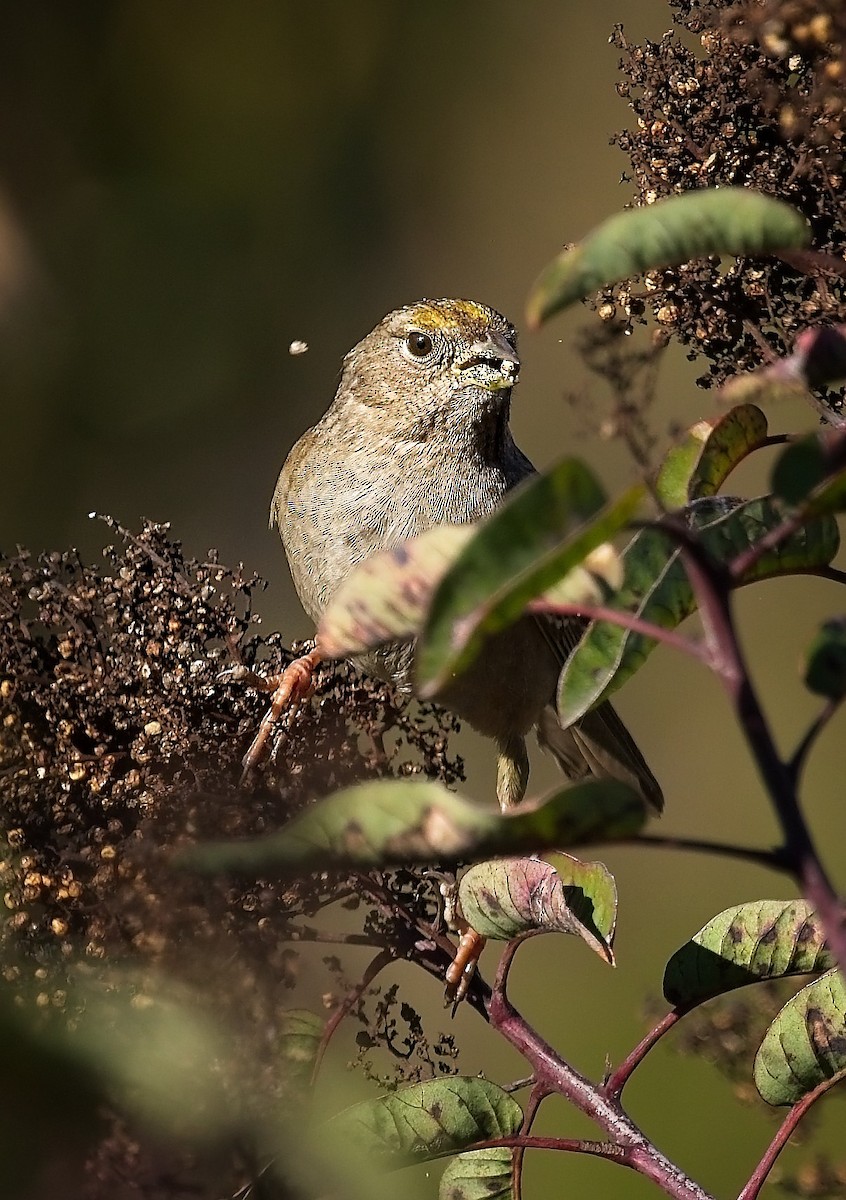Golden-crowned Sparrow - ML646418161