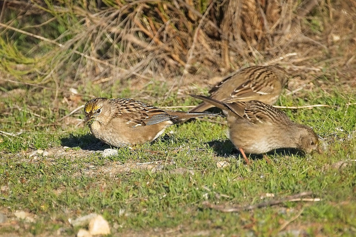 Golden-crowned Sparrow - ML646418162