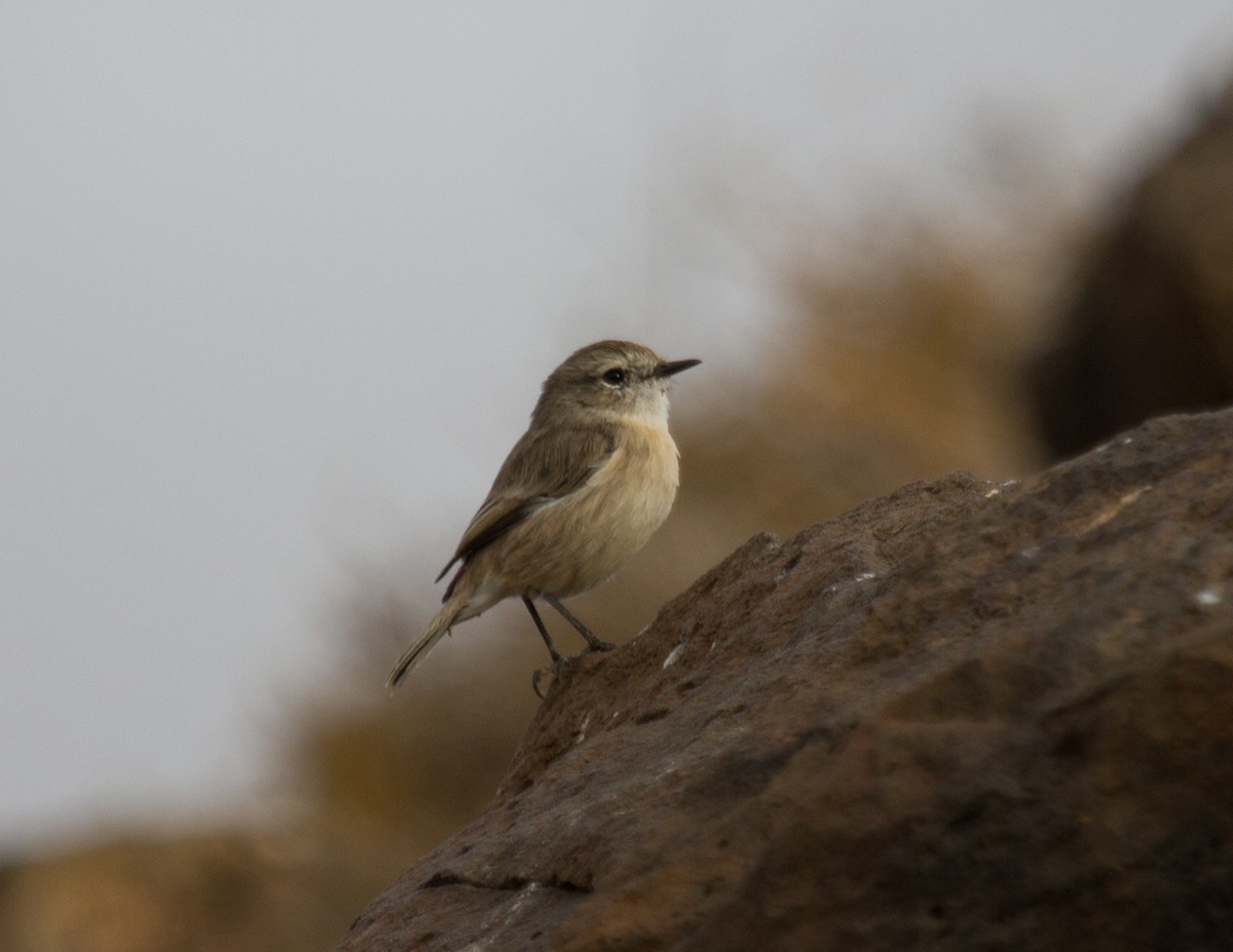 bramborníček kanárský - ML646418163