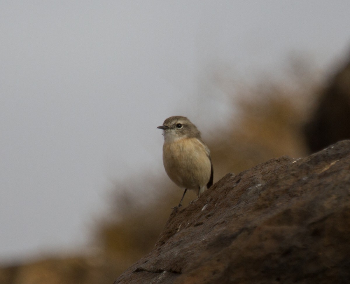 bramborníček kanárský - ML646418164