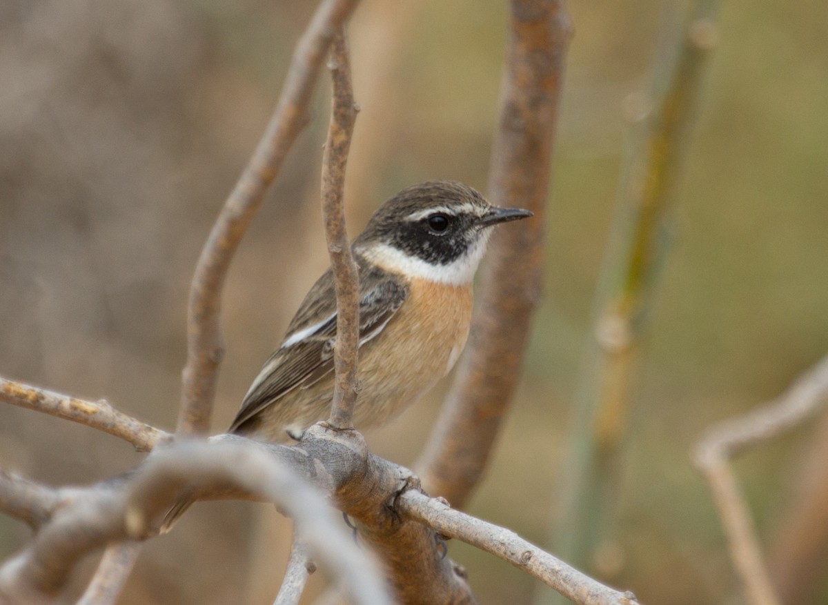 bramborníček kanárský - ML646418165