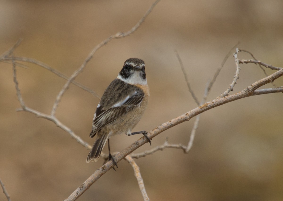 bramborníček kanárský - ML646418166