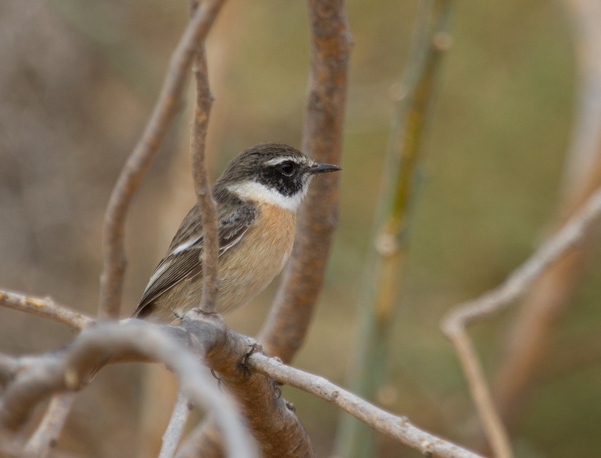 bramborníček kanárský - ML646418167