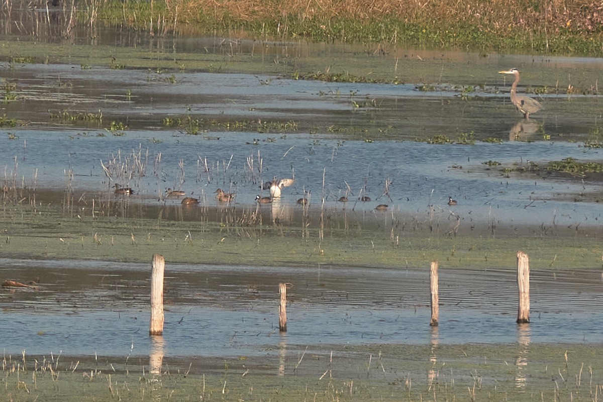 American Wigeon - ML646418168