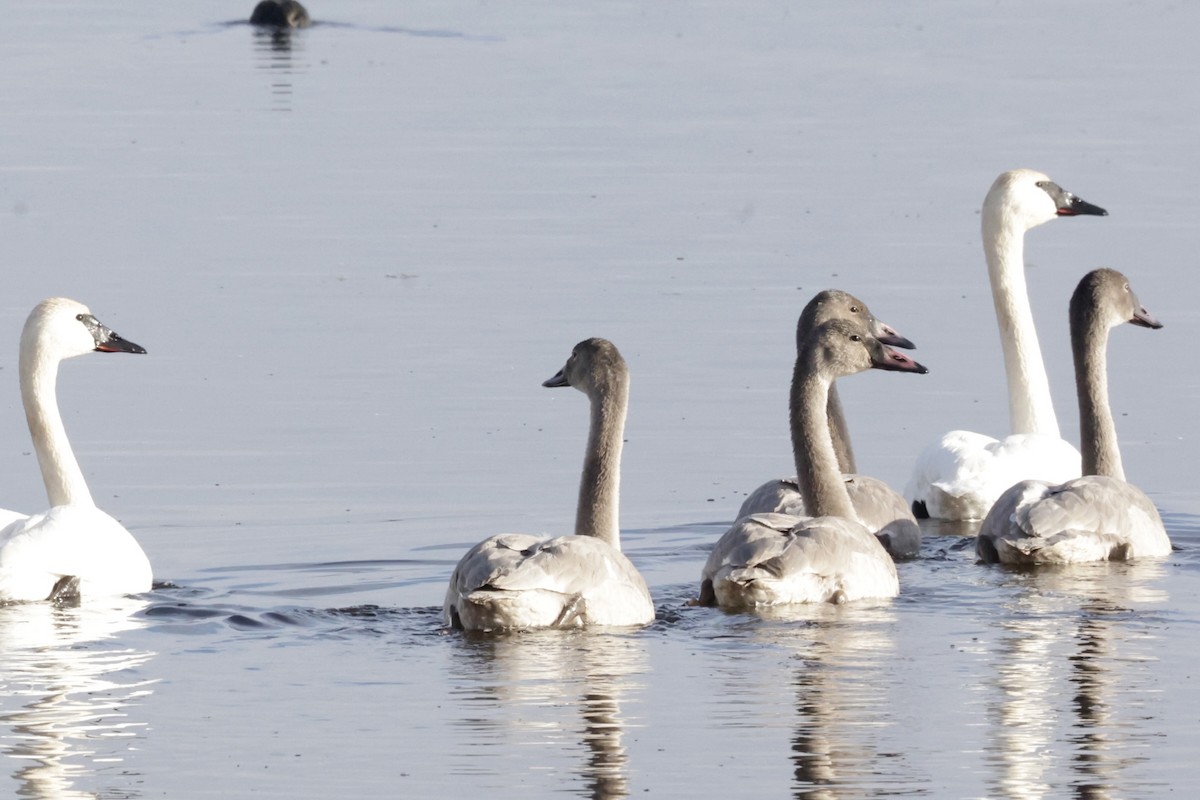 Trumpeter Swan - ML646418169