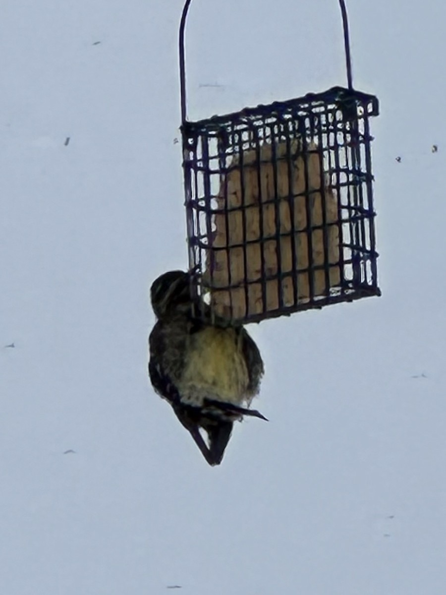 Yellow-bellied Sapsucker - ML646418171