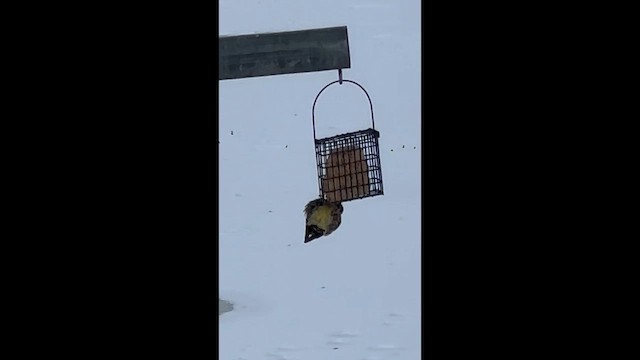 Yellow-bellied Sapsucker - ML646418172
