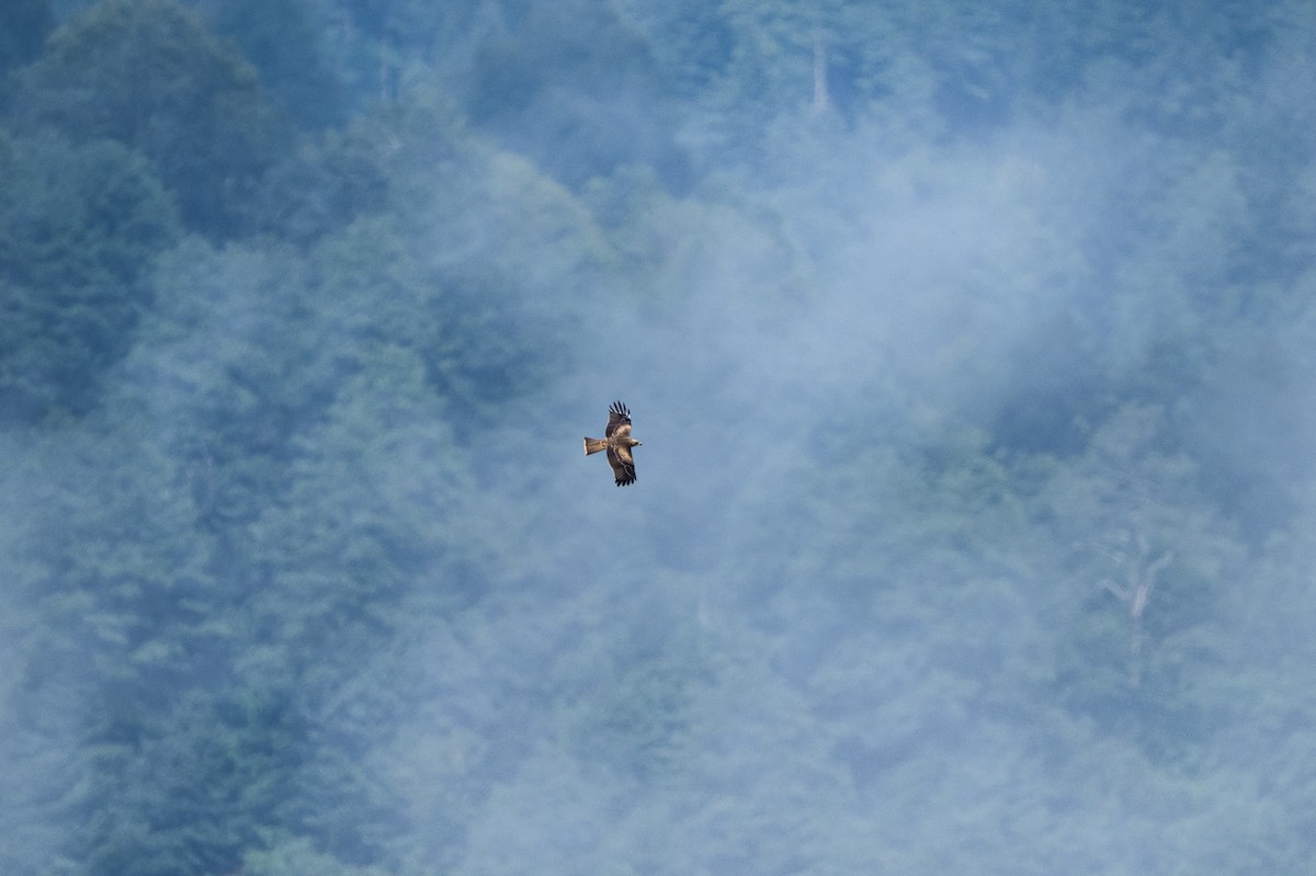 Black Kite - ML646418173