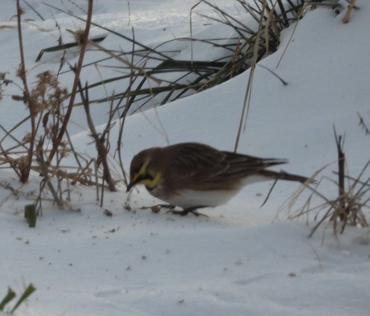 Horned Lark - ML646418176