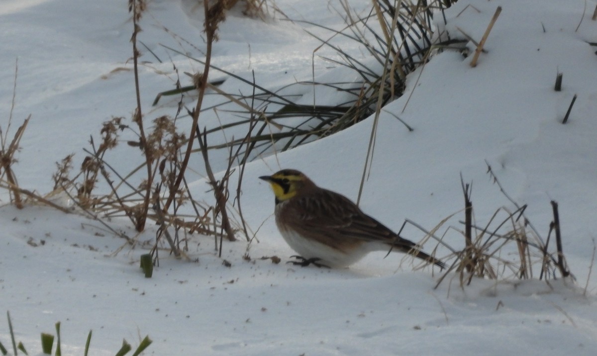 Horned Lark - ML646418177