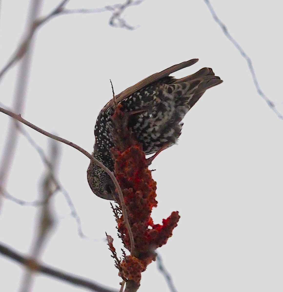 European Starling - ML646418178